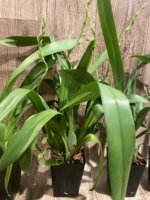 Double Spikes Oip. Celtic Sun x Burgundian 'Bizarro' (3.5" Pot) - Image 7