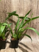 Double Spikes Oip. Celtic Sun x Burgundian 'Bizarro' (3.5" Pot) - Image 8