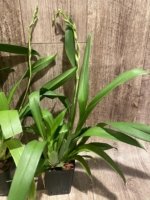 In Spike Oip. Celtic Sun x Burgundian 'Bizarro' (3.5" Pot) - Image 8