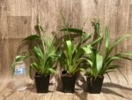 In Spike Oip. Celtic Sun x Burgundian 'Bizarro' (3.5" Pot) - Image 3