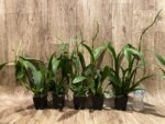 Double Spikes - Banfieldara Gilded Tower 'Mystic Maze' (3.5" pot) - Image 6