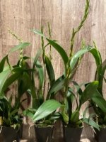 Double Spikes - Banfieldara Gilded Tower 'Mystic Maze' (3.5" pot) - Image 9