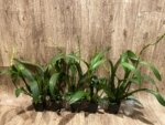 Double Spikes - Banfieldara Gilded Tower 'Mystic Maze' (3.5" pot) - Image 7