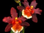 Oncidium Hilo Firecracker Sangria' (3.5” Pot)