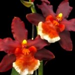 Oncidium Hilo Firecracker Sangria' (3.5” Pot)