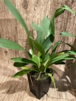 Oncidium Hilo Firecracker Sangria' (3.5” Pot) - Image 4