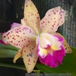 Rlc. Leopard Land (RIc. Waianae Leopard 'C.H. x aclandae) (3.5” pot)