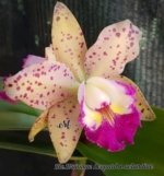 Rlc. Leopard Land (RIc. Waianae Leopard 'C.H. x aclandae) (3.5” pot)