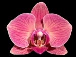Double Spikes Phalaenopsis Golden Beth (3" pot)