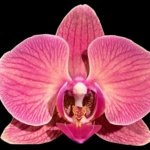 Double Spikes Phalaenopsis Golden Beth (3" pot)