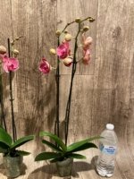 Double Spikes Phalaenopsis Golden Beth (3" pot) - Image 7