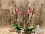 Double Spikes Phalaenopsis Golden Beth (3" pot) - Image 8
