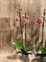 Double Spikes Phalaenopsis Golden Beth (3" pot) - Image 6