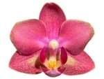 Light Fragrant Double Spikes Phalaenopsis Diffusion Mottled Leaves (3" pot) - Image 2
