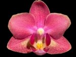 Light Fragrant Double Spikes Phalaenopsis Diffusion Mottled Leaves (3" pot)