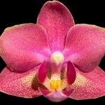 Light Fragrant Double Spikes Phalaenopsis Diffusion Mottled Leaves (3" pot)