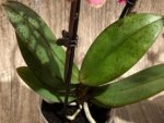 Light Fragrant Double Spikes Phalaenopsis Diffusion Mottled Leaves (3" pot) - Image 16