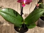 Light Fragrant Double Spikes Phalaenopsis Diffusion Mottled Leaves (3" pot) - Image 17