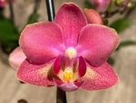 Light Fragrant Double Spikes Phalaenopsis Diffusion Mottled Leaves (3" pot) - Image 3