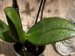 Light Fragrant Double Spikes Phalaenopsis Diffusion Mottled Leaves (3" pot) - Image 13