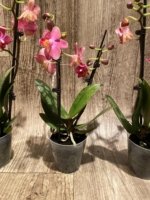 Light Fragrant Double Spikes Phalaenopsis Diffusion Mottled Leaves (3" pot) - Image 8