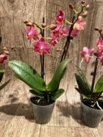 Light Fragrant Double Spikes Phalaenopsis Diffusion Mottled Leaves (3" pot) - Image 7