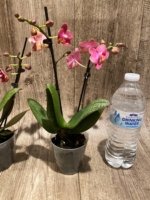 Light Fragrant Double Spikes Phalaenopsis Diffusion Mottled Leaves (3" pot) - Image 10