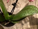 Light Fragrant Double Spikes Phalaenopsis Diffusion Mottled Leaves (3" pot) - Image 14