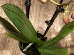 Light Fragrant Double Spikes Phalaenopsis Diffusion Mottled Leaves (3" pot) - Image 15