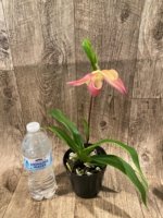 In Spike Phragmipedium Kelly Nash (Eric Young × fischeri) (3.5”Pot) - Image 5