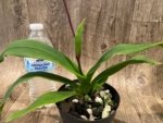 In Spike Phragmipedium Kelly Nash (Eric Young × fischeri) (3.5”Pot) - Image 6
