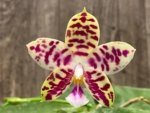 Double Spikes Fragrant Phalaenopsis Lyndon Mix Zebra (2.5” Pot) - Image 2