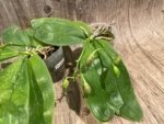 Double Spikes Fragrant Phalaenopsis Lyndon Mix Zebra (2.5” Pot) - Image 5