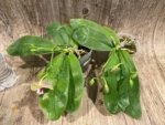Double Spikes Fragrant Phalaenopsis Lyndon Mix Zebra (2.5” Pot) - Image 6