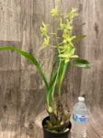 In Bloom Grammatocymbidium Memoria Nathan Newman (4” Pot) - Image 6