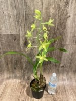 In Bloom Grammatocymbidium Memoria Nathan Newman (4” Pot) - Image 8