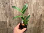 Epidendrum nocturnum (Night Fragrance) (2” pot) - Image 4