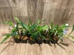 Epidendrum nocturnum (Night Fragrance) (2” pot) - Image 8