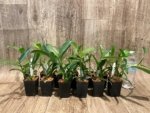 Epidendrum nocturnum (Night Fragrance) (2” pot) - Image 9