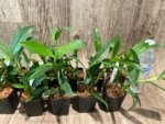 Epidendrum nocturnum (Night Fragrance) (2” pot) - Image 3
