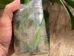 Double Spikes Phalaenopsis Dtps. Yu Pin Lady (4.5" pot) - Image 14