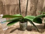 Double Spikes Phalaenopsis Dtps. Yu Pin Lady (4.5" pot) - Image 12