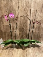 Double Spikes Phalaenopsis Dtps. Yu Pin Lady (4.5" pot) - Image 8