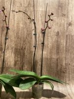 Double Spikes Phalaenopsis Dtps. Yu Pin Lady (4.5" pot) - Image 10