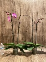 Double Spikes Phalaenopsis Dtps. Yu Pin Lady (4.5" pot) - Image 7