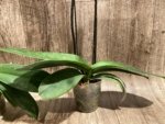 Double Spikes Phalaenopsis Dtps. Yu Pin Lady (4.5" pot) - Image 11