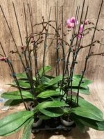 Double Spikes Phalaenopsis Dtps. Yu Pin Lady (4.5" pot) - Image 15