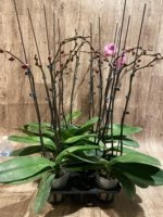 Double Spikes Phalaenopsis Dtps. Yu Pin Lady (4.5" pot) - Image 16