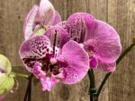 EXTREMELY RARE Double Spikes Phalaenopsis NOID Each Spike Bloom Completely Different (4.5" pot) - Image 4