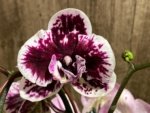 EXTREMELY RARE Double Spikes Phalaenopsis NOID Each Spike Bloom Completely Different (4.5" pot) - Image 3
